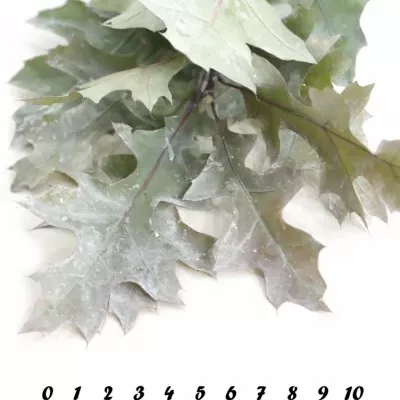 QUERCUS PALUSTRIS WHITE 80cm