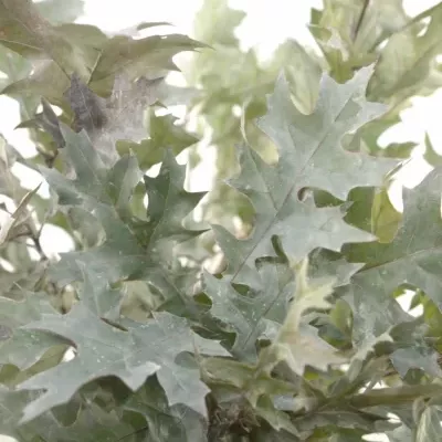 QUERCUS PALUSTRIS WHITE 80cm