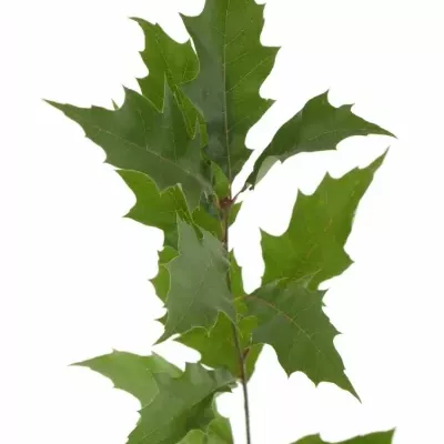 QUERCUS RUBRA