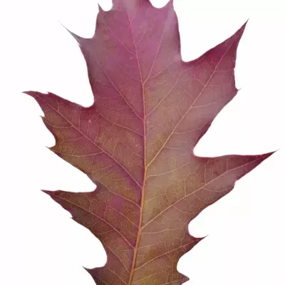 QUERCUS RUBRA CERISE 60cm