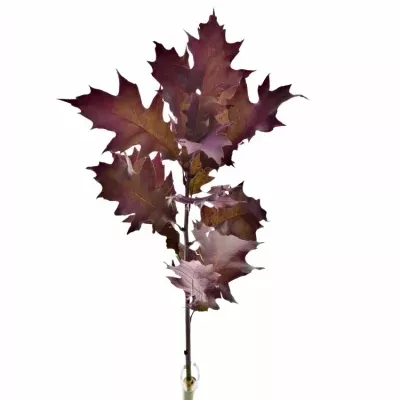 QUERCUS RUBRA CERISE 60cm