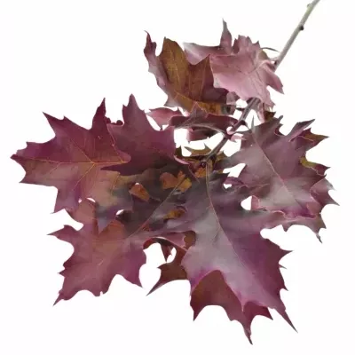 QUERCUS RUBRA CERISE 60cm