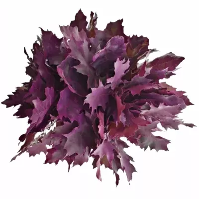 QUERCUS RUBRA CERISE 60cm