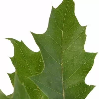 QUERCUS RUBRA