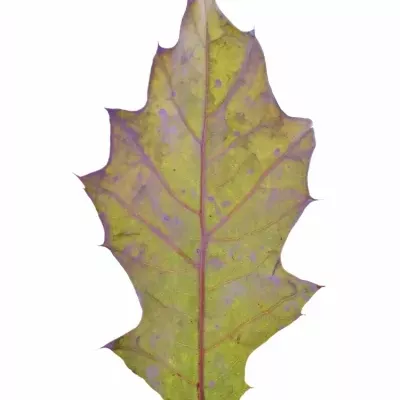 QUERCUS RUBRA LIGHT MILKA 60cm