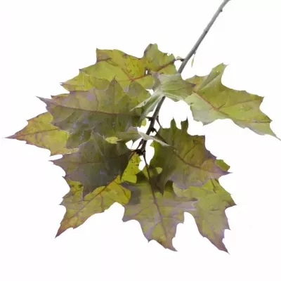 QUERCUS RUBRA LIGHT MILKA 60cm