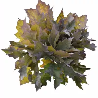 QUERCUS RUBRA LIGHT MILKA 60cm