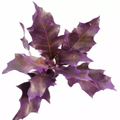 QUERCUS RUBRA PURPLE