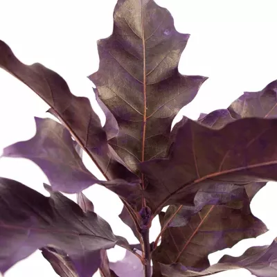 QUERCUS RUBRA PURPLE