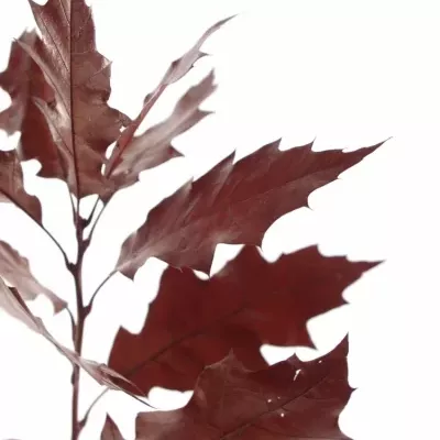 QUERCUS RUBRA RED