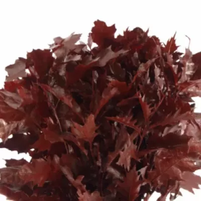 QUERCUS RUBRA RED