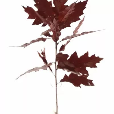 QUERCUS RUBRA RED