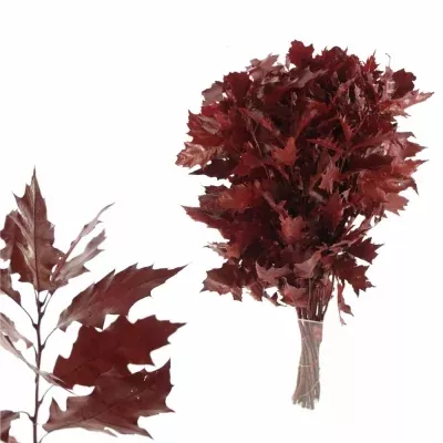 QUERCUS RUBRA RED