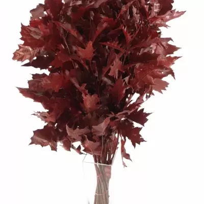 QUERCUS RUBRA RED