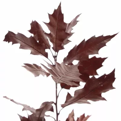 QUERCUS RUBRA RED