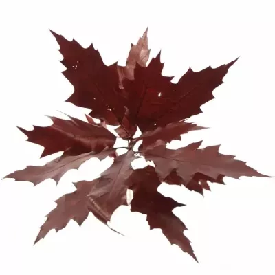 QUERCUS RUBRA RED