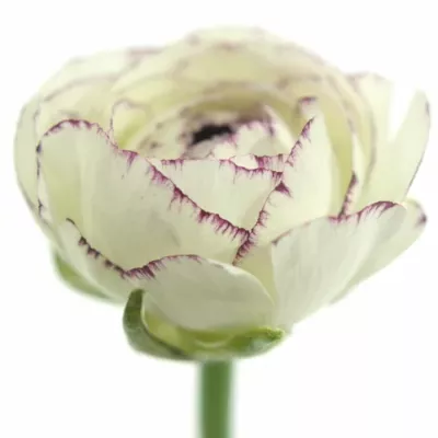 RANUNCULUS AMANDINE CAPPUCCINO