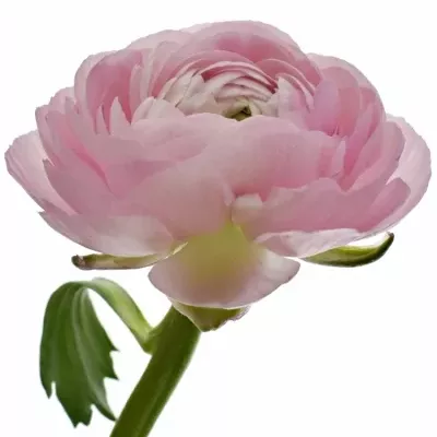 RANUNCULUS AMANDINE MARSHMALLOW 45cm/20g