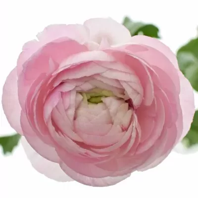 RANUNCULUS AMANDINE MARSHMALLOW 45cm/20g