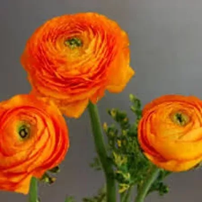 RANUNCULUS AMANDINE ORANGE