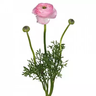 RANUNCULUS AMANDINE ROSE GUISY