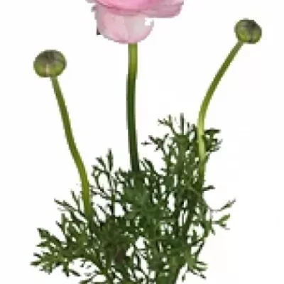 RANUNCULUS AMANDINE ROSE GUISY