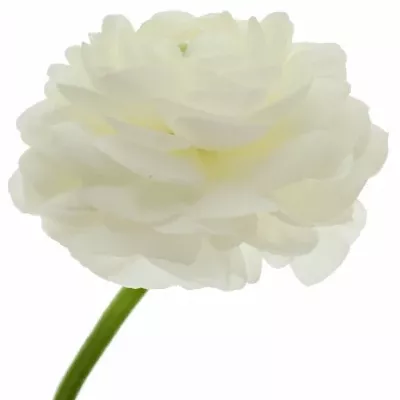 RANUNCULUS AMANDINE SNOWFLAKE 35cm/11g