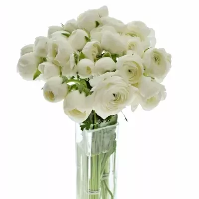 RANUNCULUS AMANDINE SNOWFLAKE 35cm/11g