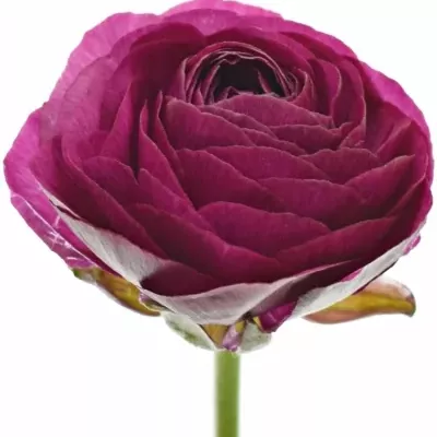 RANUNCULUS AMANDINE VIOLINE 42cm/40g