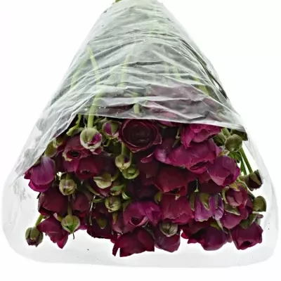 RANUNCULUS AMANDINE VIOLINE 42cm/40g