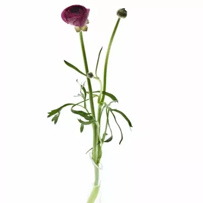 RANUNCULUS AMANDINE VIOLINE 42cm/40g