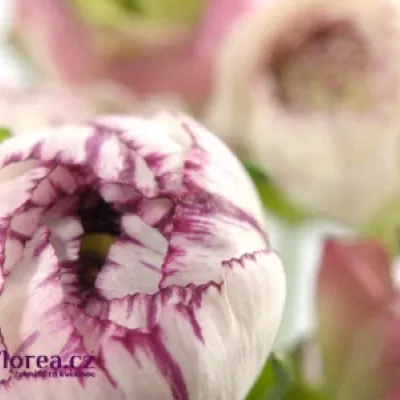 RANUNCULUS ANDREA CAPPUCCINO