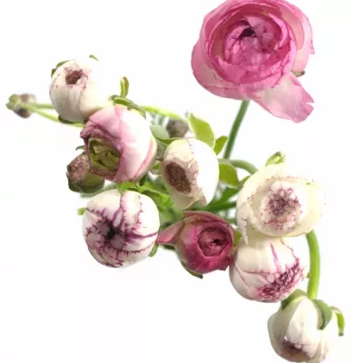 RANUNCULUS ANDREA CAPPUCCINO