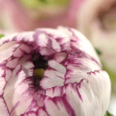 RANUNCULUS ANDREA CAPPUCCINO