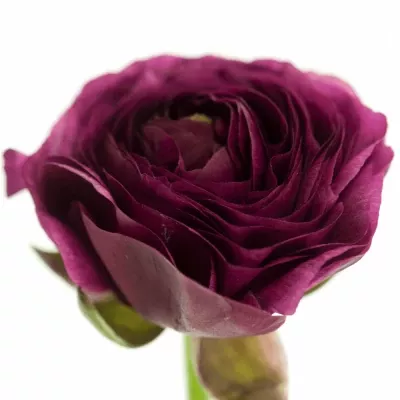 RANUNCULUS AZUR BLACK