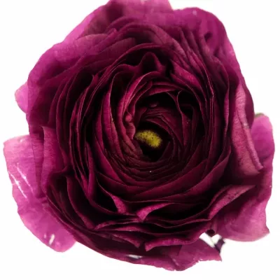 RANUNCULUS AZUR BLACK