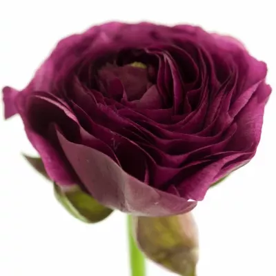 RANUNCULUS AZUR BLACK