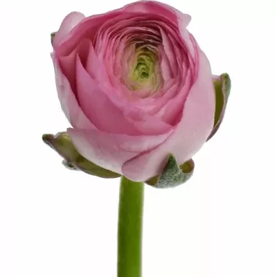 Ranunculus AZUR LIGHT PINK 35cm / 40g