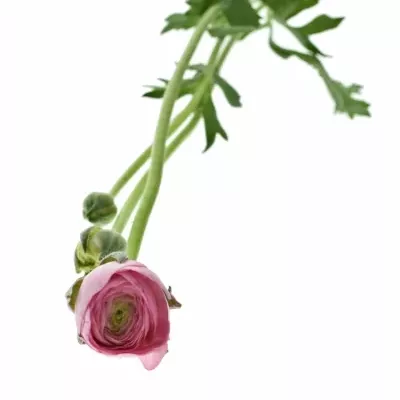 Ranunculus AZUR LIGHT PINK 35cm / 40g