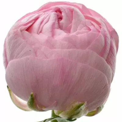 RANUNCULUS AZUR PINK 35cm/25g