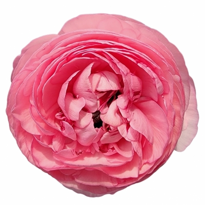 RANUNCULUS AZUR PINK 35cm/25g