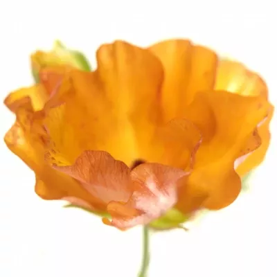 RANUNCULUS BUTTERFY MINOAN