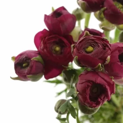 Ranunculus ELEGANCE HOT PINK