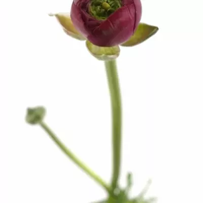 Ranunculus ELEGANCE HOT PINK