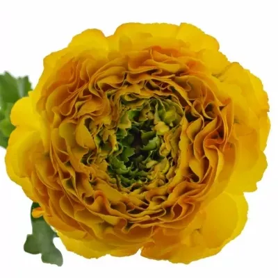 RANUNCULUS PON PON MERLINO 45cm/55g