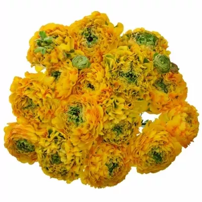 RANUNCULUS PON PON MERLINO 45cm/55g