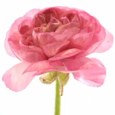 RANUNCULUS RANOBELLE INRA DONKERROZE