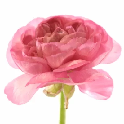 RANUNCULUS RANOBELLE INRA DONKERROZE