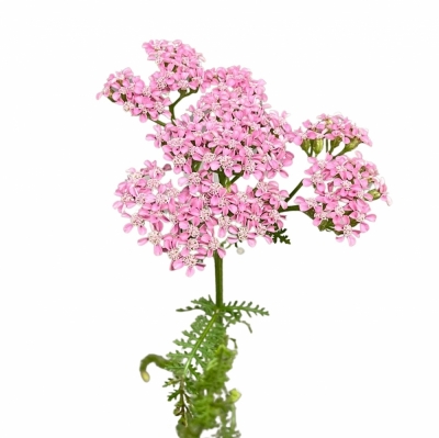 Řebříček MILLEFOLIUM ANITA DARK