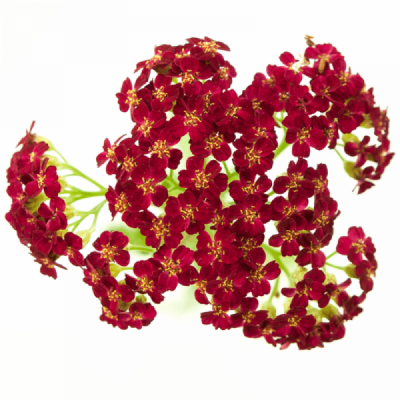 Řebříček MILLEFOLIUM DISCODIP RED